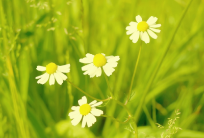 ​小柳树和小枣树说课稿一等奖