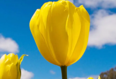 ​六年级下册《顶碗少年》说课稿一等奖