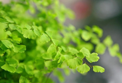 ​组合图形的面积的教学设计一等奖