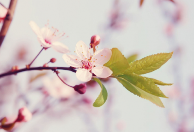 ​五年级下册《杨氏之子》的教学设计一等奖