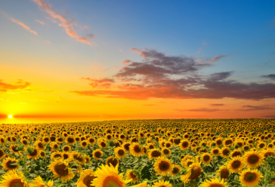 ​七年级语文《夏感》说课稿一等奖