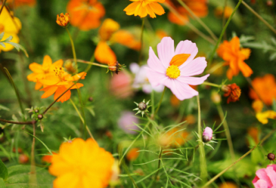 ​人才培养方案(精选15篇)