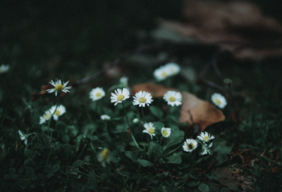 ​三年级语文下册《惊弓之鸟》说课稿一等奖