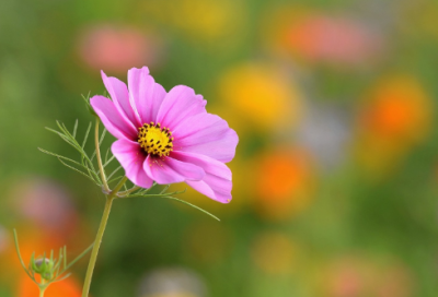 ​《植树问题》教学设计一等奖