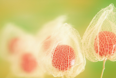 ​部编版《母鸡》的教学设计一等奖