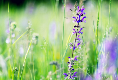 ​烙饼问题教学设计一等奖