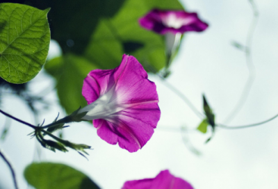 ​《大海啊故乡》教学设计一等奖