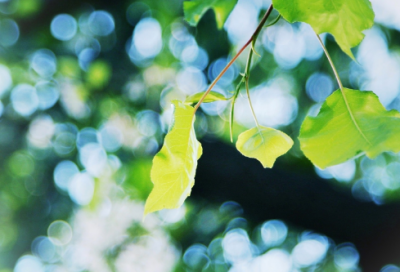 ​天火之谜的说课稿一等奖