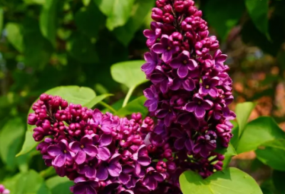 ​谜语含答案3016个