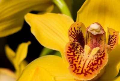 ​少儿谜语大全3003个