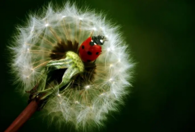 ​《假如》语文教学设计一等奖