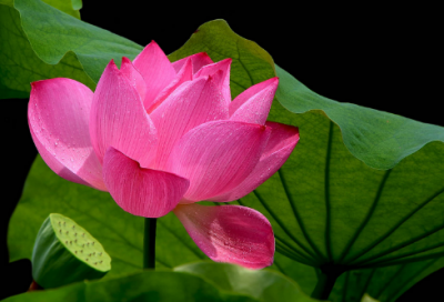 ​艾青《北方》教学设计一等奖