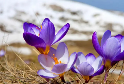 ​五年级语文《钓鱼的启示》教学设计一等奖