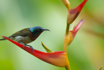 ​素质与能力提升方案范文（通用17篇）