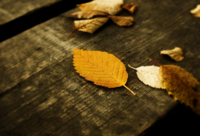 ​三年级语文上册说课稿一等奖《狮子和鹿》