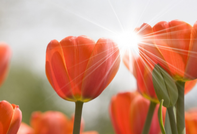 ​《开元盛世》教学设计一等奖