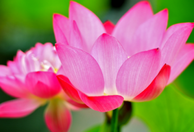 ​《揠苗助长》教案