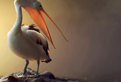 ​高中体育健康教育的说课稿一等奖