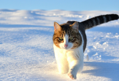 ​小学语文说课稿一等奖《各具特色的民居》