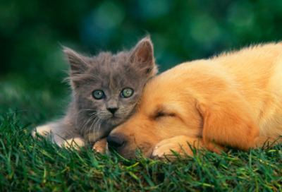 ​小寒食舟中作原文及赏析