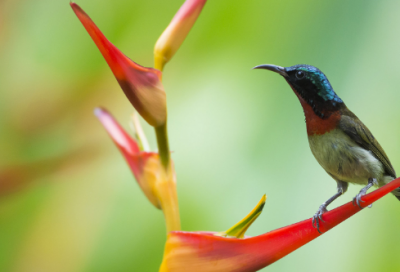 ​《9的乘法口诀》教学设计一等奖
