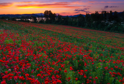 ​宝宝故事睡前故事48篇