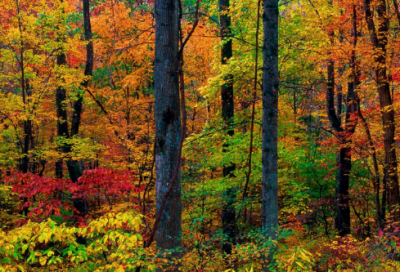 ​大蒜观察日记