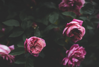 ​小学1年级清明节日记