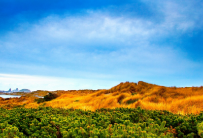 ​观察植物生长过程日记12篇