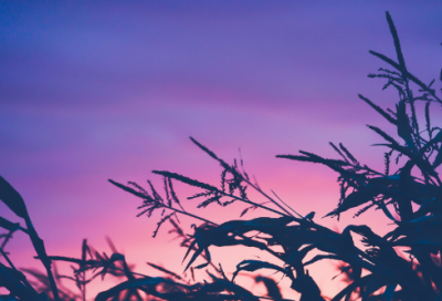 ​小学生300字日记开学