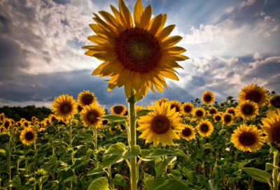 ​心情日记大全15篇