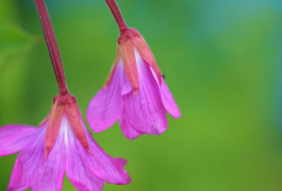 ​日记一年级30字14篇
