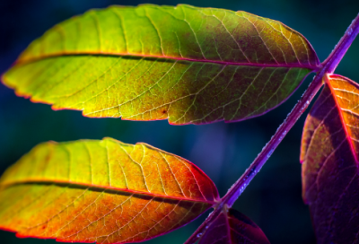 ​我爱读书小学日记300字