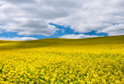 ​描写黄豆发芽的观察日记