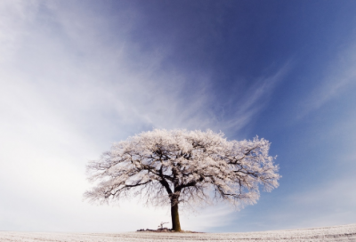 ​清明节的日记50字