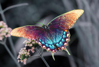 ​小学三年级日记大全13篇