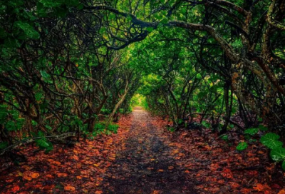 ​国庆假期优秀日记