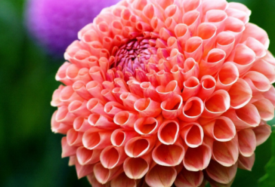 ​去开平旅游日记