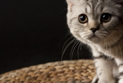 ​小学日记大全10篇