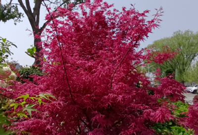 ​跨越百年的美丽教学课件