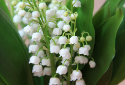 ​卖火柴的小女孩教学课件