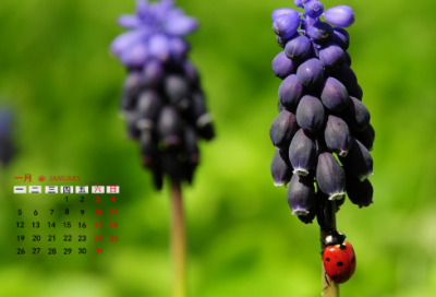 ​关于元旦的作文400字4篇