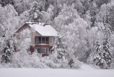 ​仰望大树的作文