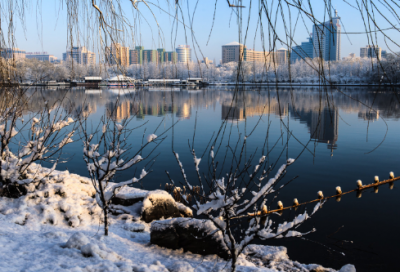 ​关于含羞草的作文450字（精选3篇）