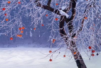 ​卜算子咏梅译文和注释（卜算子咏梅苏轼原文）