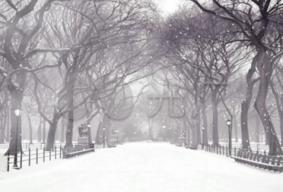 ​我是一只鸡作文