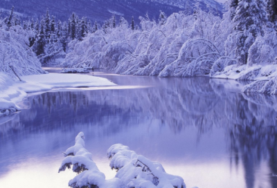 ​孤独的鸟儿小学作文