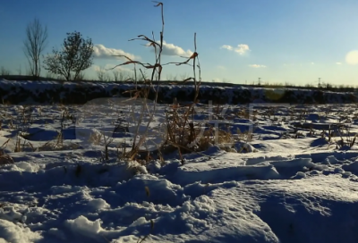 ​宿新市徐公店的译文简短（宿新市徐公店诗意解释）