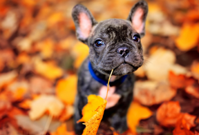 ​幼儿园谜语难的3006个