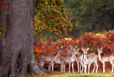 ​猜字谜语大全及答案最新2049个
